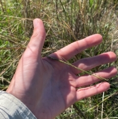 Sporobolus creber at Jerrabomberra East Offset (JE_4) - 7 Feb 2024