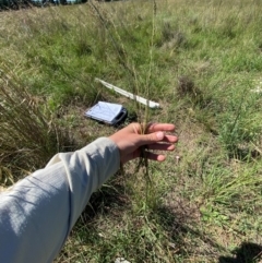 Sporobolus creber at Jerrabomberra East Offset (JE_4) - 7 Feb 2024