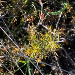 Lissanthe strigosa subsp. subulata (Peach Heath) at Jerrabomberra Grassland - 7 Feb 2024 by Tapirlord