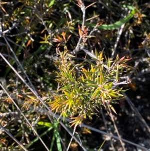 Lissanthe strigosa subsp. subulata at Jerrabomberra Grassland - 7 Feb 2024