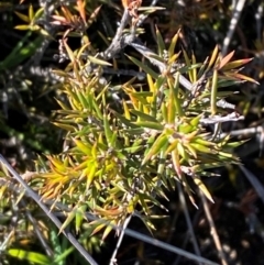 Lissanthe strigosa subsp. subulata at Jerrabomberra Grassland - 7 Feb 2024 09:35 AM