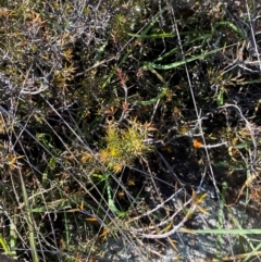 Lissanthe strigosa subsp. subulata at Jerrabomberra Grassland - 7 Feb 2024