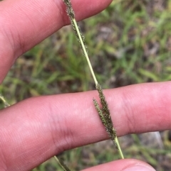 Sporobolus creber (Slender Rat's Tail Grass) at O'Malley, ACT - 6 Feb 2024 by Tapirlord