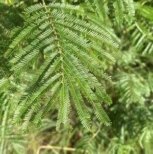 Acacia mearnsii at O'Malley, ACT - 6 Feb 2024