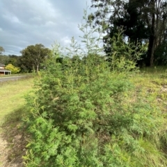 Acacia mearnsii at O'Malley, ACT - 6 Feb 2024