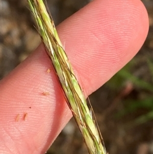 Bothriochloa macra at O'Malley, ACT - 6 Feb 2024