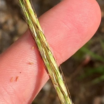 Bothriochloa macra (Red Grass, Red-leg Grass) at O'Malley, ACT - 6 Feb 2024 by Tapirlord