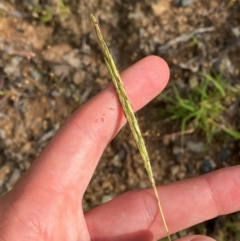 Bothriochloa macra at O'Malley, ACT - 6 Feb 2024