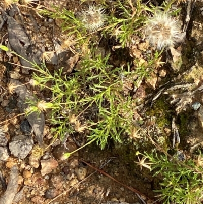 Vittadinia muelleri (Narrow-leafed New Holland Daisy) at O'Malley, ACT - 6 Feb 2024 by Tapirlord