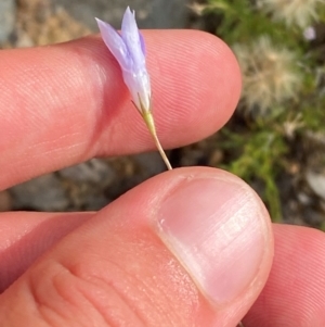 Wahlenbergia capillaris at O'Malley, ACT - 6 Feb 2024