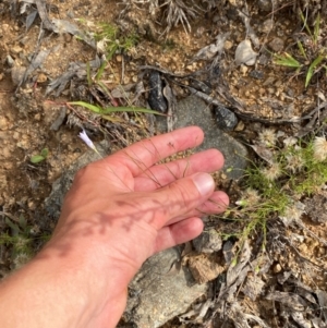 Wahlenbergia capillaris at O'Malley, ACT - 6 Feb 2024