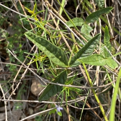 Cullen microcephalum (Dusky Scurf-pea) at O'Malley, ACT - 6 Feb 2024 by Tapirlord