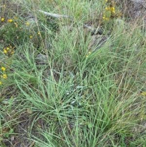 Sorghum leiocladum at Red Hill Nature Reserve - 6 Feb 2024 03:57 PM