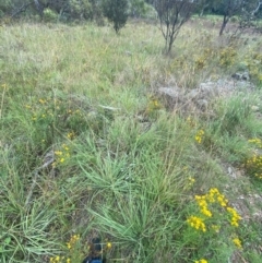 Sorghum leiocladum at Red Hill Nature Reserve - 6 Feb 2024 03:57 PM