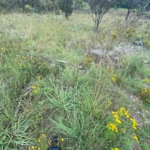 Sorghum leiocladum at Red Hill Nature Reserve - 6 Feb 2024