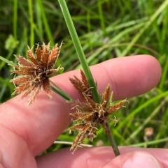 Cyperus lhotskyanus (A Sedge) at Garran, ACT - 6 Feb 2024 by Tapirlord