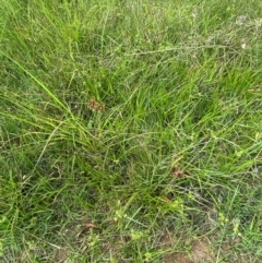 Cyperus lhotskyanus at Red Hill Nature Reserve - 6 Feb 2024 03:49 PM