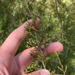 Kunzea parvifolia (Violet Kunzea) at GG129 - 6 Feb 2024 by Tapirlord