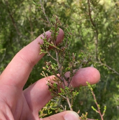 Kunzea parvifolia (Violet Kunzea) at Red Hill, ACT - 6 Feb 2024 by Tapirlord