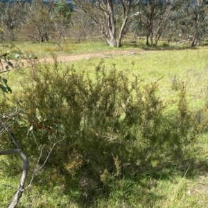 Kunzea parvifolia at GG129 - 6 Feb 2024 03:46 PM