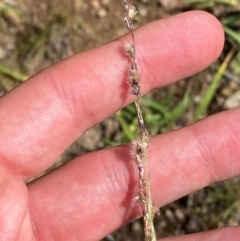 Digitaria brownii (Cotton Panic Grass) at Red Hill, ACT - 6 Feb 2024 by Tapirlord