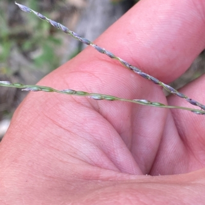 Digitaria brownii (Cotton Panic Grass) at Red Hill Nature Reserve - 6 Feb 2024 by Tapirlord