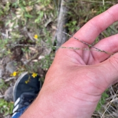 Digitaria brownii at Red Hill Nature Reserve - 6 Feb 2024 03:22 PM