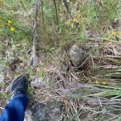 Digitaria brownii at Red Hill Nature Reserve - 6 Feb 2024 03:22 PM