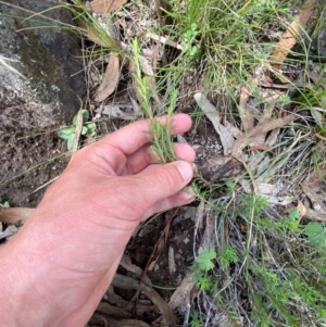 Hibbertia calycina at Red Hill Nature Reserve - 6 Feb 2024