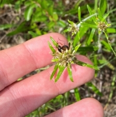 Euchiton involucratus (Star Cudweed) at Garran, ACT - 6 Feb 2024 by Tapirlord