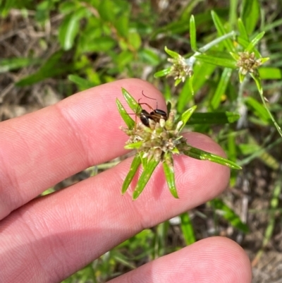 Euchiton involucratus (Star Cudweed) at Red Hill Nature Reserve - 6 Feb 2024 by Tapirlord