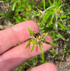 Euchiton involucratus at Red Hill Nature Reserve - 6 Feb 2024 03:14 PM