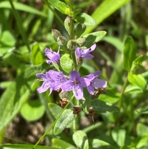 Mentha diemenica (Wild Mint, Slender Mint) at Red Hill Nature Reserve by Tapirlord
