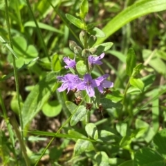 Mentha diemenica at Red Hill Nature Reserve - 6 Feb 2024