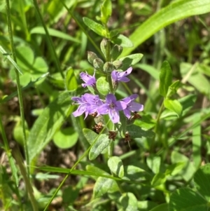 Mentha diemenica at Red Hill Nature Reserve - 6 Feb 2024 03:13 PM