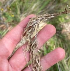 Rytidosperma pallidum (Red-anther Wallaby Grass) at Garran, ACT - 6 Feb 2024 by Tapirlord