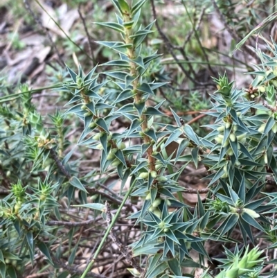 Melichrus urceolatus (Urn Heath) at Garran, ACT - 6 Feb 2024 by Tapirlord