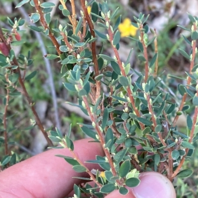 Brachyloma daphnoides (Daphne Heath) at Garran, ACT - 6 Feb 2024 by Tapirlord