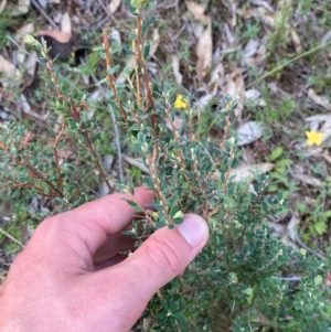 Brachyloma daphnoides at Red Hill Nature Reserve - 6 Feb 2024