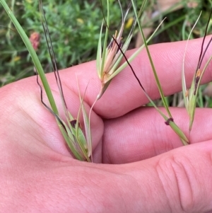 Themeda triandra at Red Hill Nature Reserve - 6 Feb 2024
