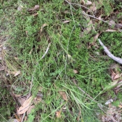 Themeda triandra at Red Hill Nature Reserve - 6 Feb 2024