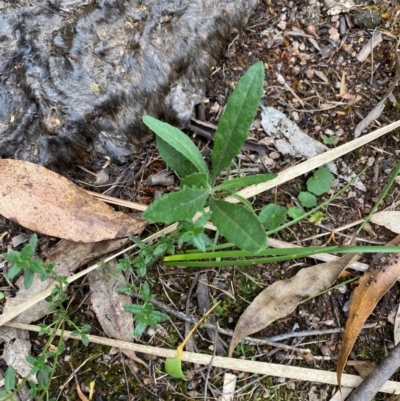 Senecio prenanthoides (Common Forest Fireweed) at Garran, ACT - 6 Feb 2024 by Tapirlord