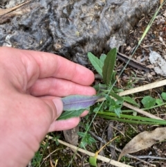 Senecio prenanthoides at Red Hill Nature Reserve - 6 Feb 2024