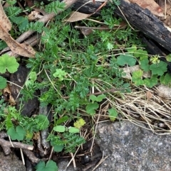 Acaena echinata (Sheeps Burr) at Red Hill Nature Reserve - 6 Feb 2024 by Tapirlord