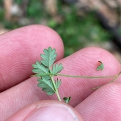 Acaena echinata at Red Hill Nature Reserve - 6 Feb 2024 02:58 PM