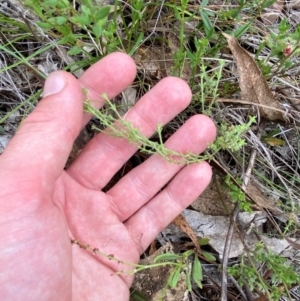 Galium gaudichaudii subsp. gaudichaudii at Red Hill Nature Reserve - 6 Feb 2024 02:54 PM