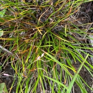 Schoenus apogon (Common Bog Sedge) at Red Hill Nature Reserve by Tapirlord