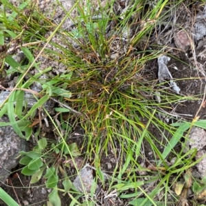 Schoenus apogon at Red Hill Nature Reserve - 6 Feb 2024