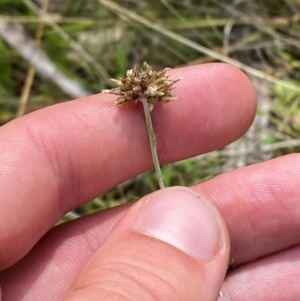 Euchiton japonicus at Red Hill Nature Reserve - 6 Feb 2024