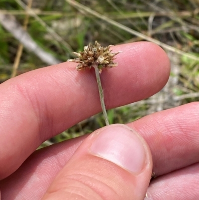 Euchiton japonicus (Creeping Cudweed) at Red Hill Nature Reserve - 6 Feb 2024 by Tapirlord